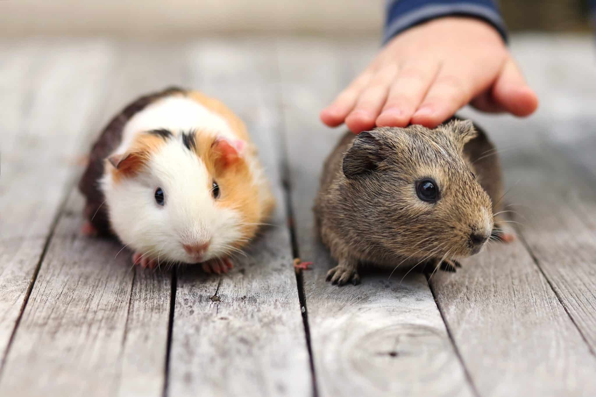 How Much Does a Hamster Cost? (2023 Price Guide)