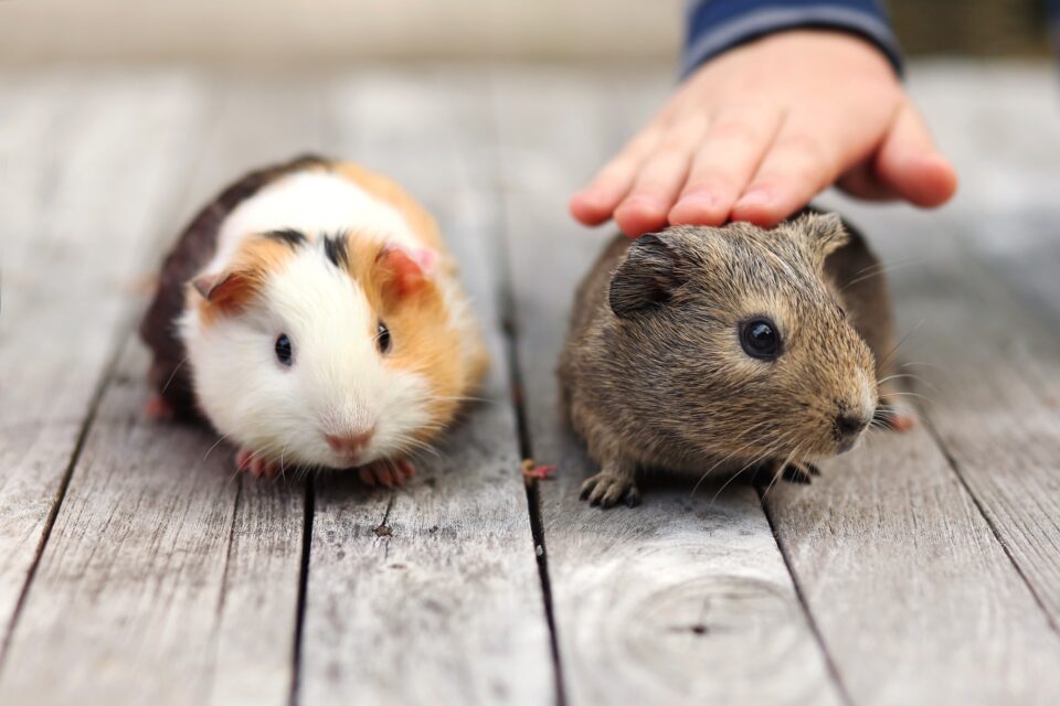 How Much Does a Hamster Cost? (2024 Price Guide)