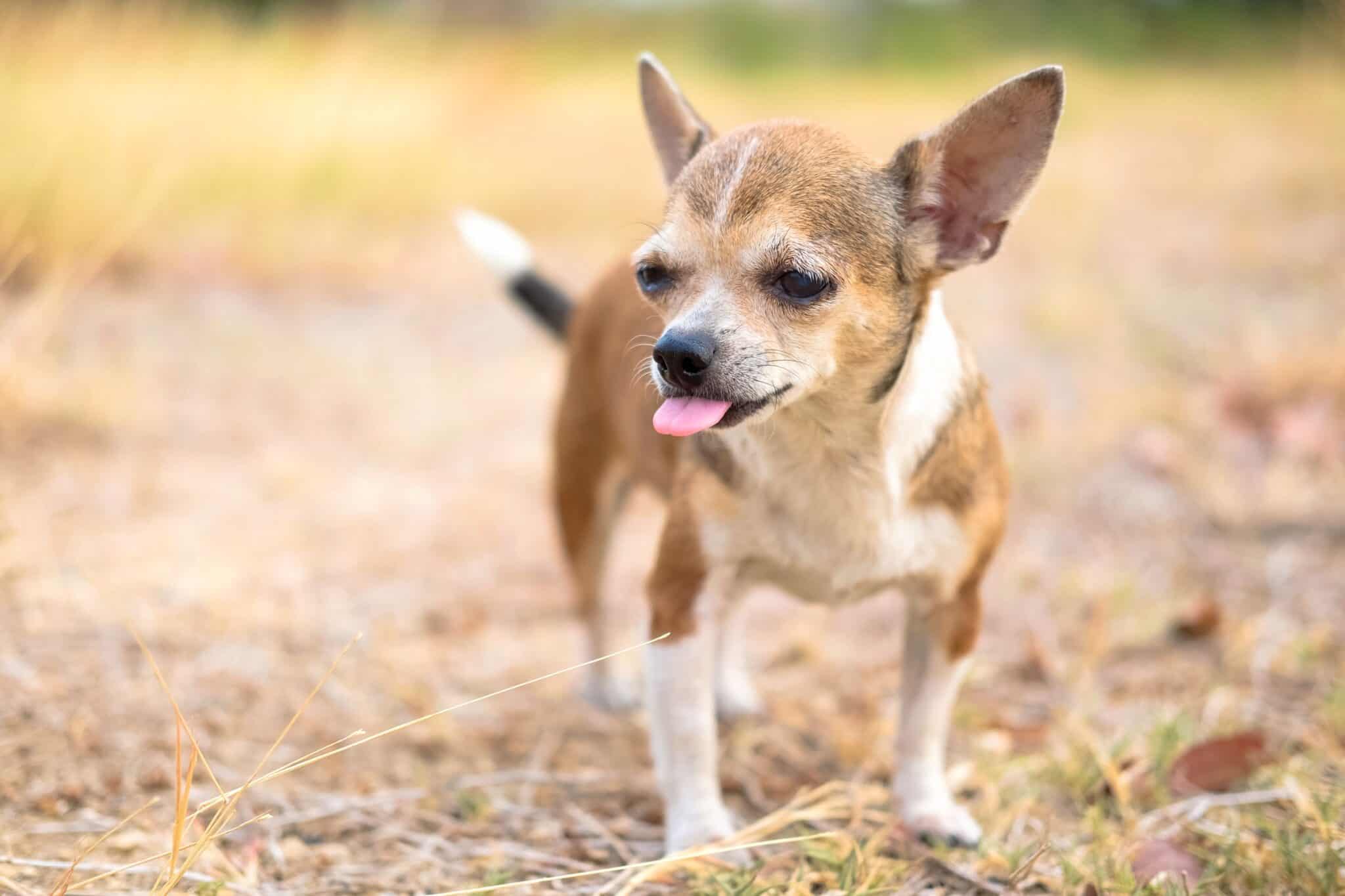 Why Do Dogs Keep Smacking Their Lips? (Top 15 Reasons)