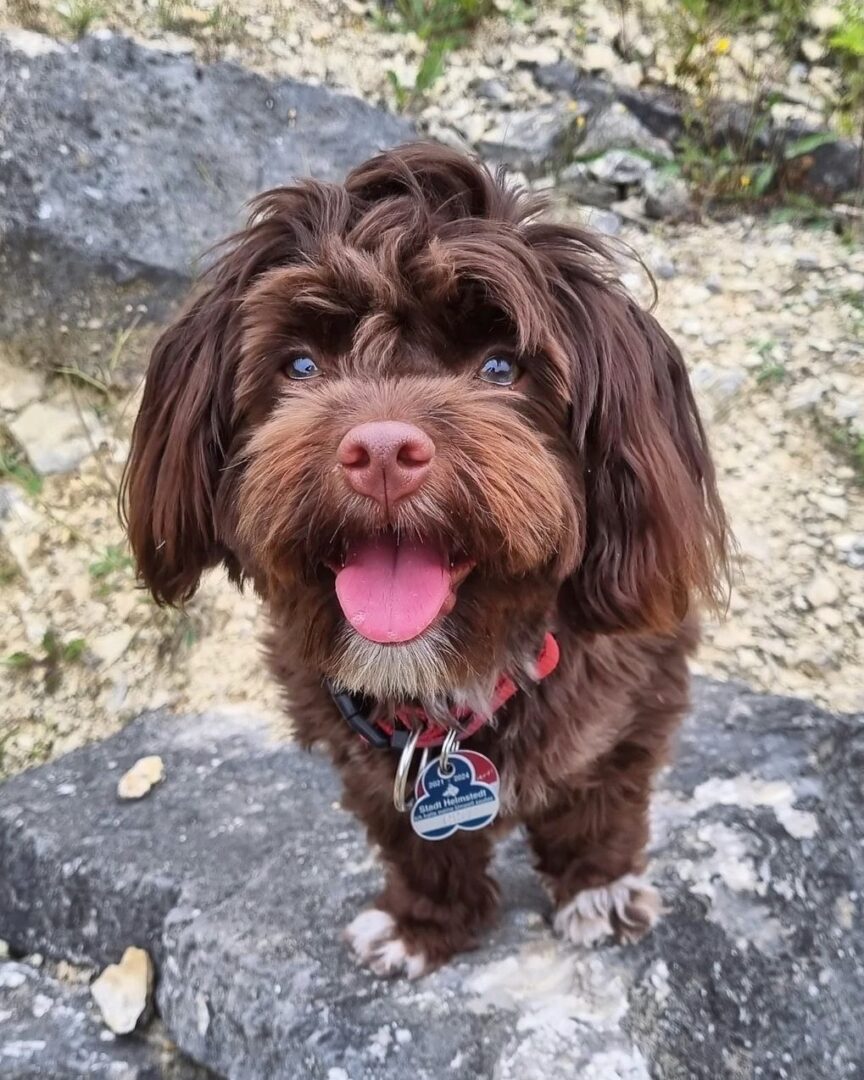 Havanese Mixes 30 Cutest Havanese Hybrids