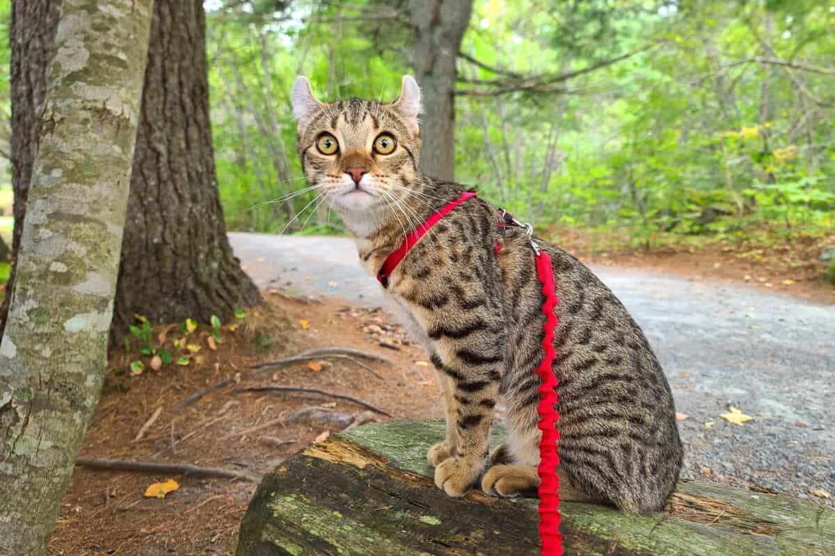 Highlander Lynx cat with big nose