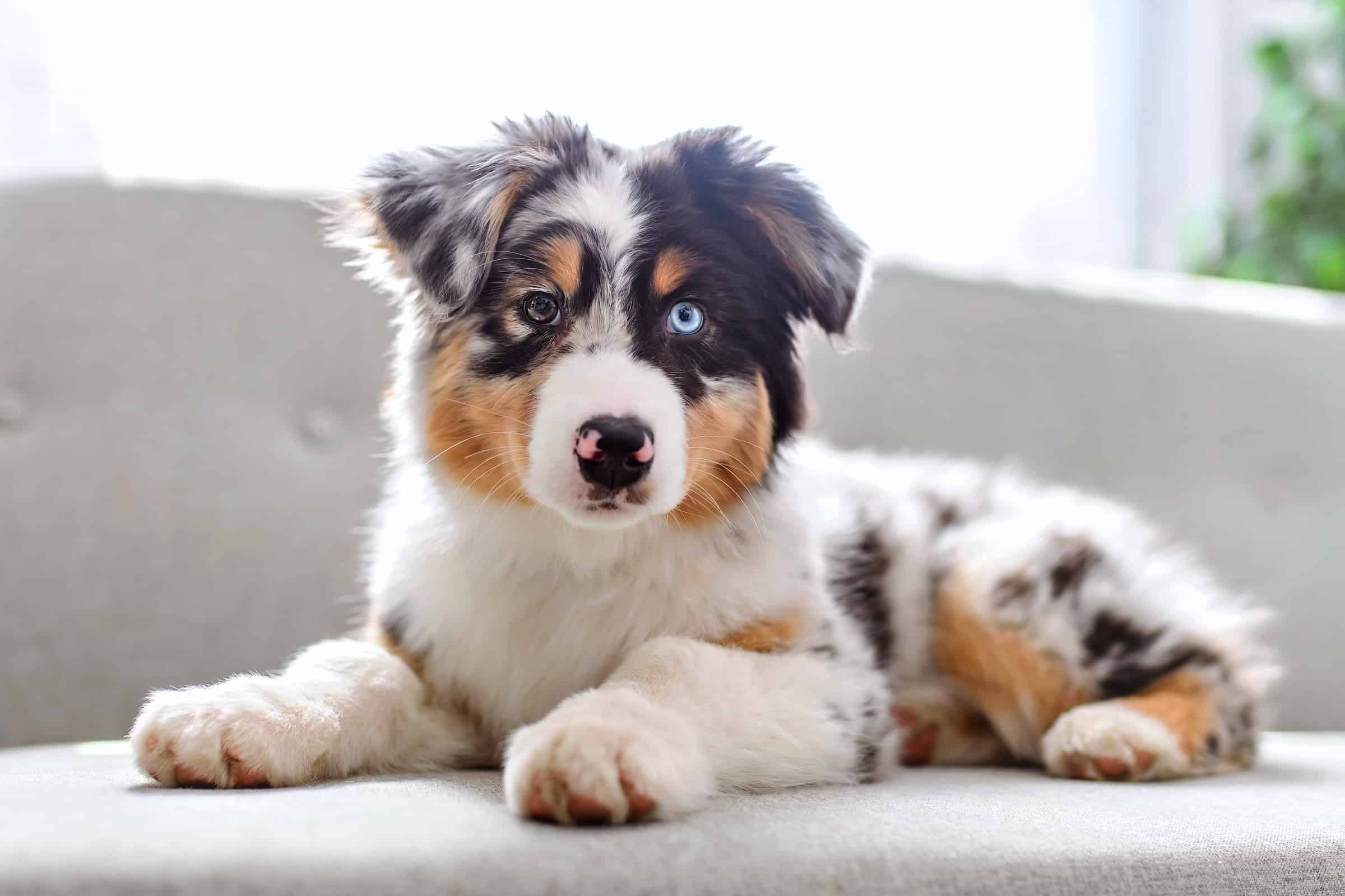 Australian Shepherd Shedding How Much Do Aussies Shed?