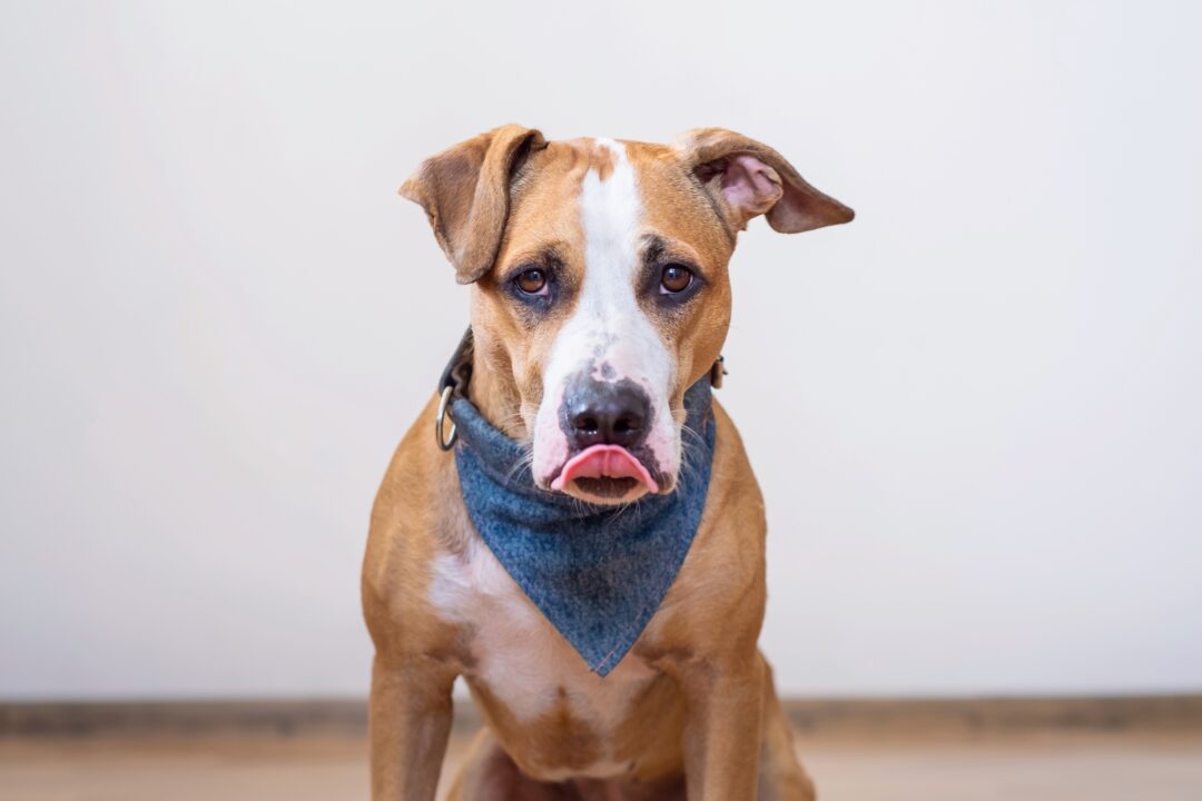 Why Do Dogs Keep Smacking Their Lips? (Top 15 Reasons)