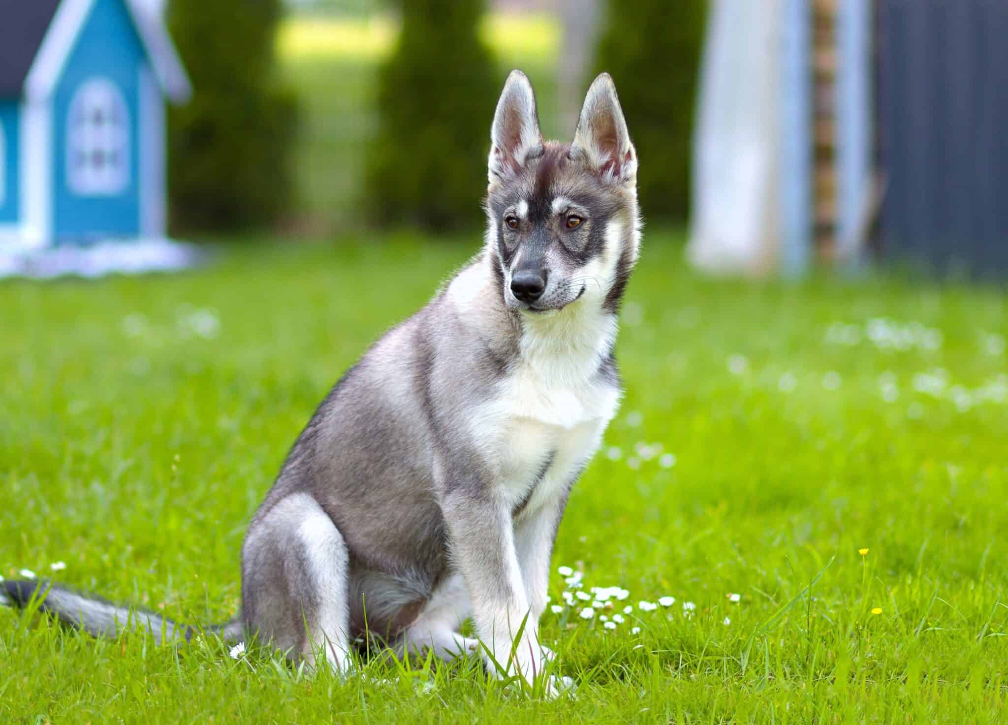 Siberian Husky Mixes 40 Husky Crossbreeds (With Pictures)