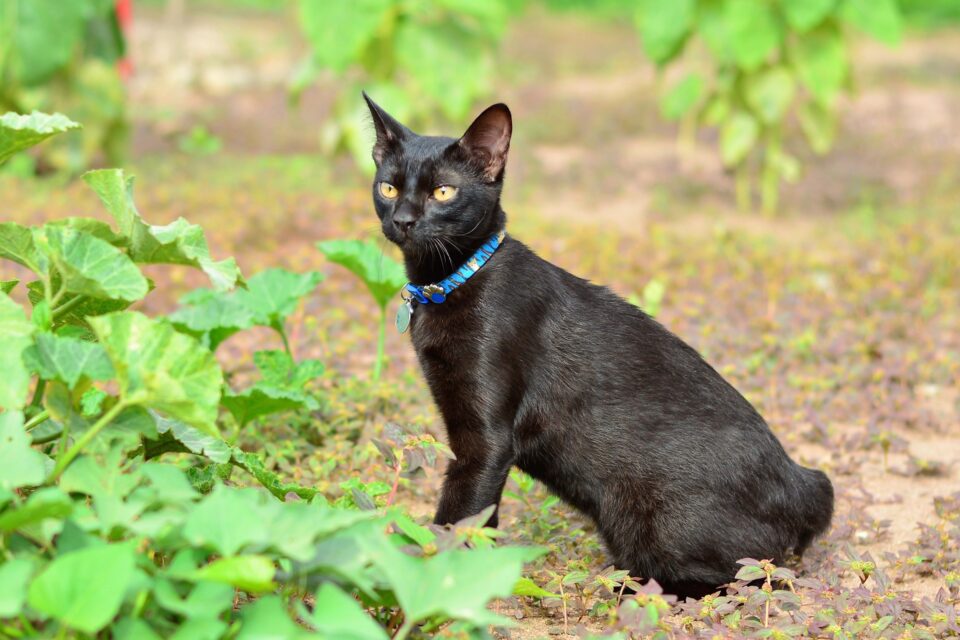 Top 13 Cat Breeds With Very Long Legs (With Pictures & Facts)