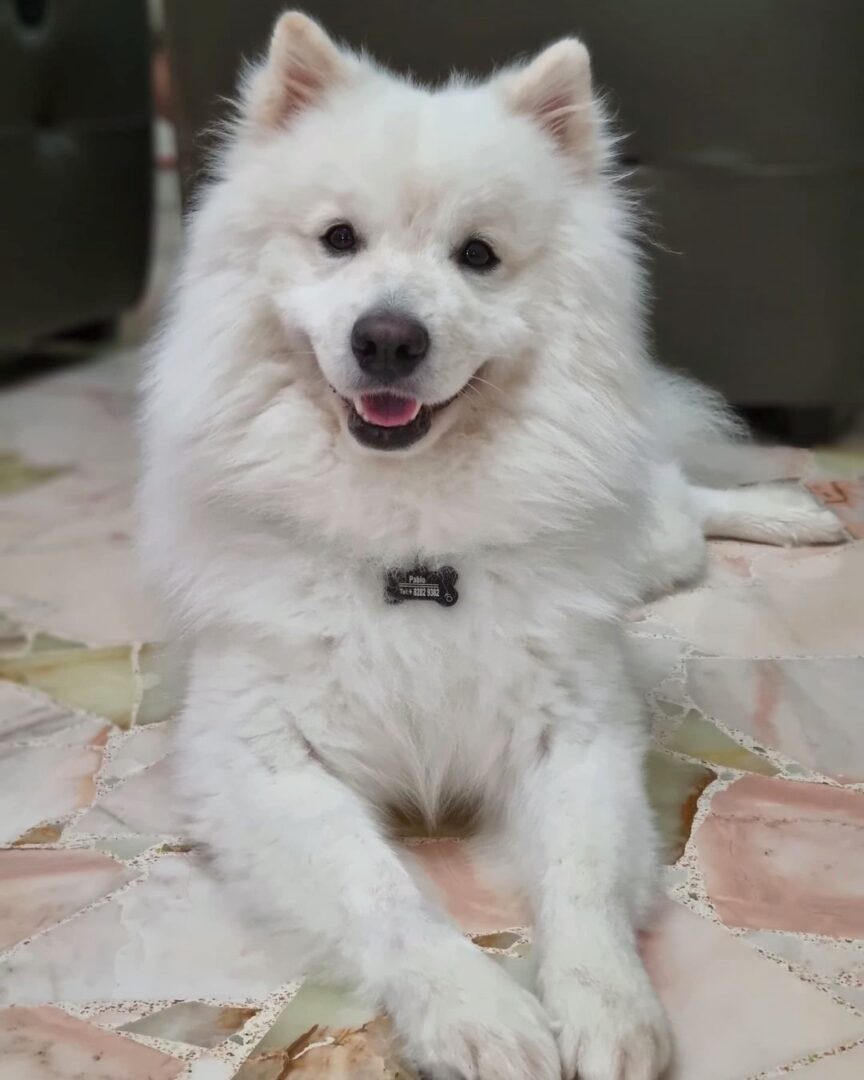 Chow Chow Mixes 28 Different Chow Hybrids (With Pictures)