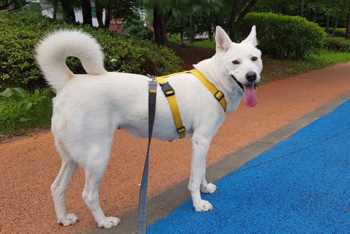 Korean Jindo dog with purple tongue