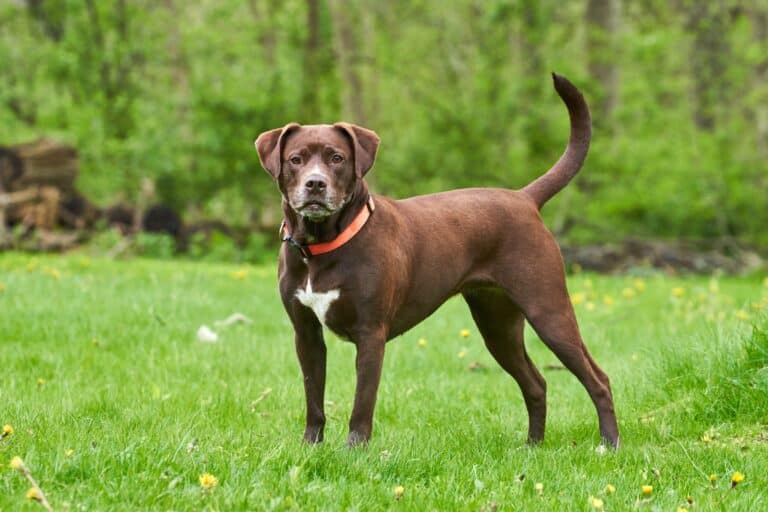 62 Pitbull Mixes That Will Make Your Day (With Pictures)