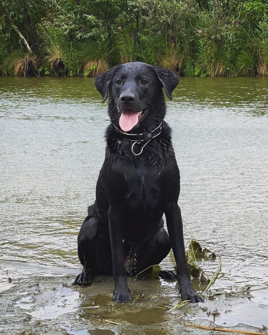 Belgian Malinois Mixes 22 Unique Crossbreeds (With Pictures)