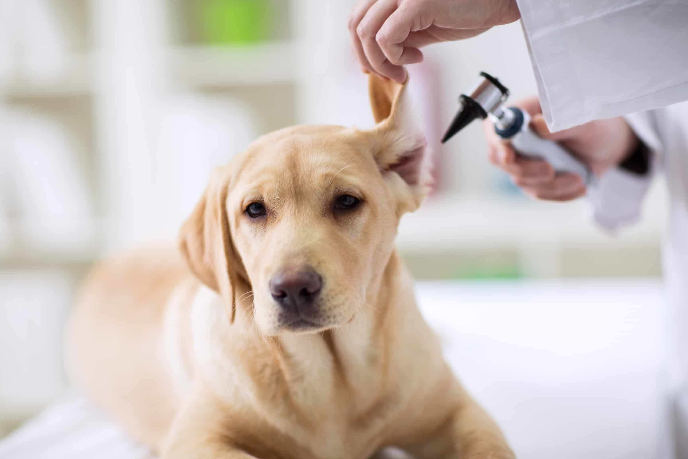 6 Reasons Why Your Dog's Ears Smell (and How to Clean Them)