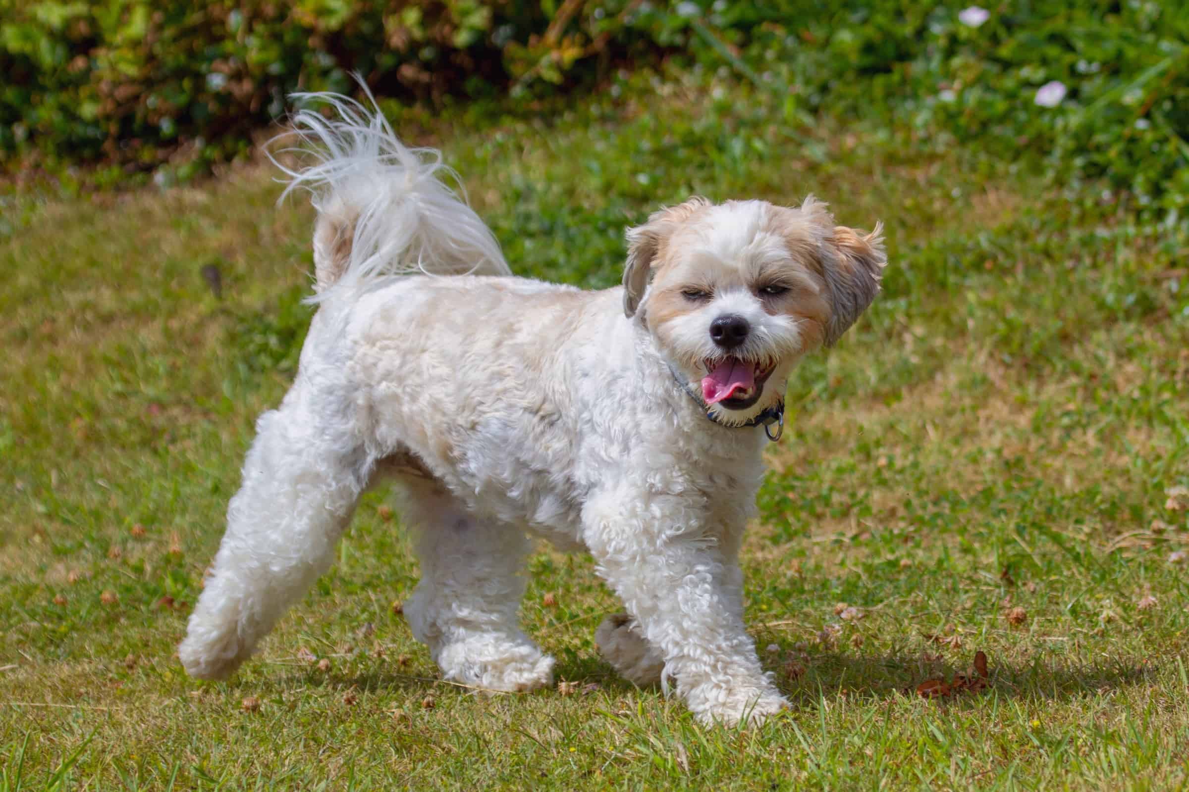 ShortHaired Lhasa Apso Can Lhasa Apsos Have Short Hair?