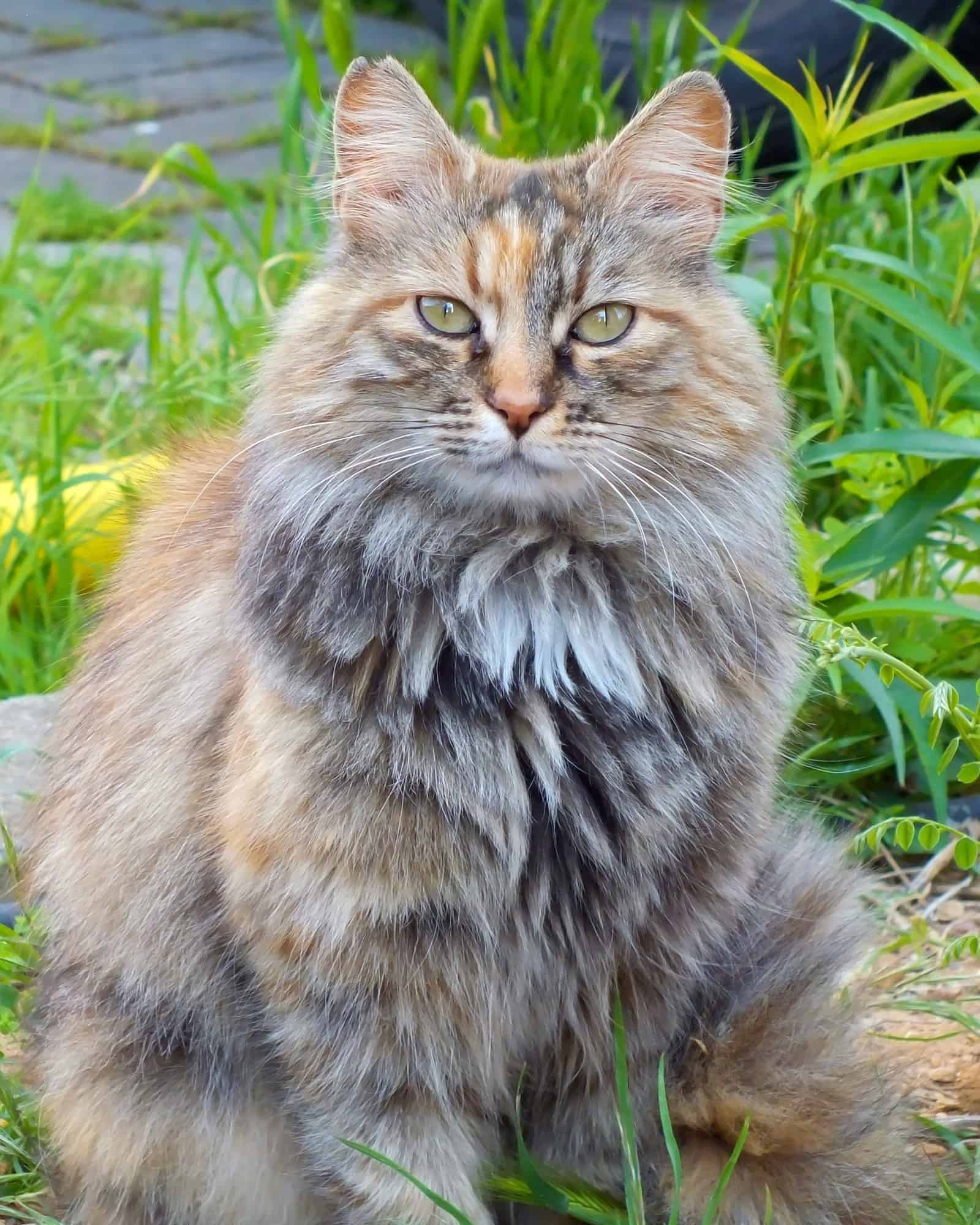 Long Hair Tortoiseshell Cat: Facts, Pictures, Genetics & FAQs