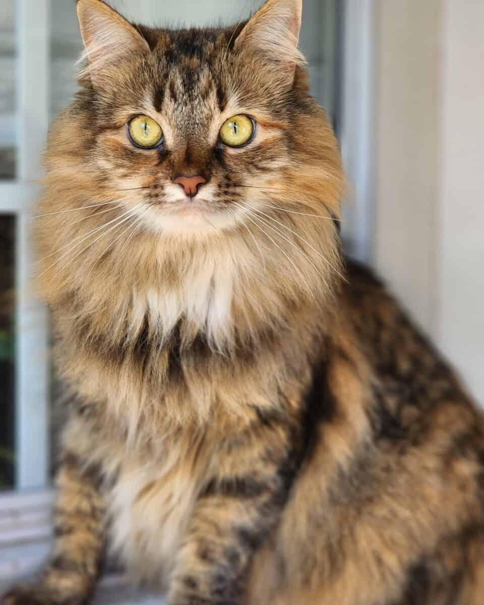 Long hair tortoiseshell Domestic Longhair cat