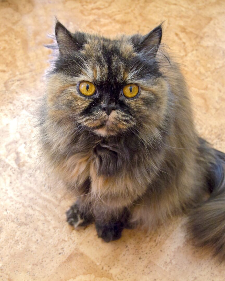 Long Hair Tortoiseshell Cat: Facts, Pictures, Genetics & FAQs