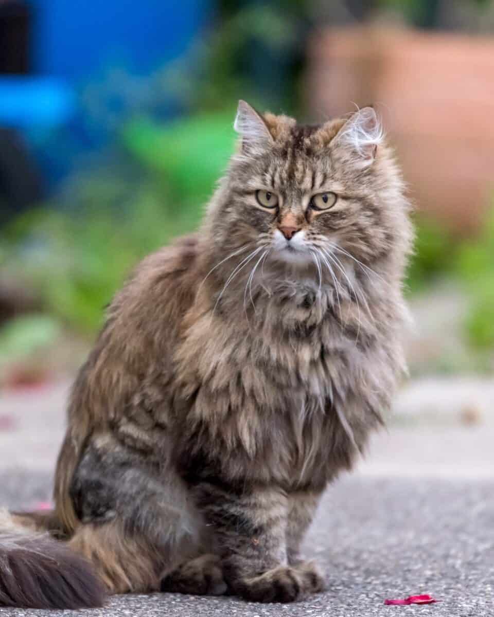 Long hair tortoiseshell Ragamuffin cat
