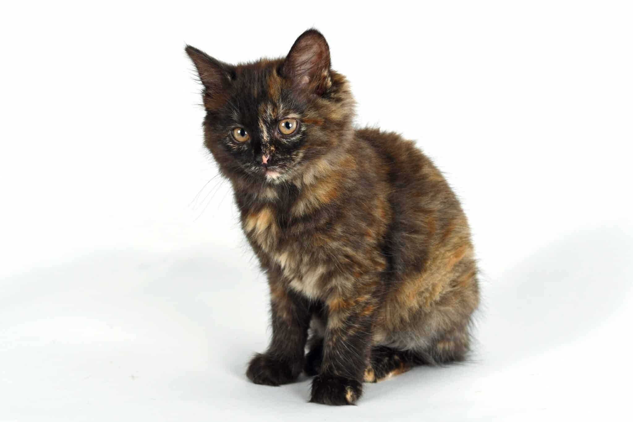 Long Hair Tortoiseshell Cat Facts, Pictures, & FAQs