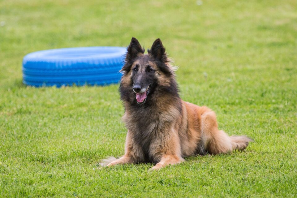 LongHaired Belgian Malinois Everything You Need to Know