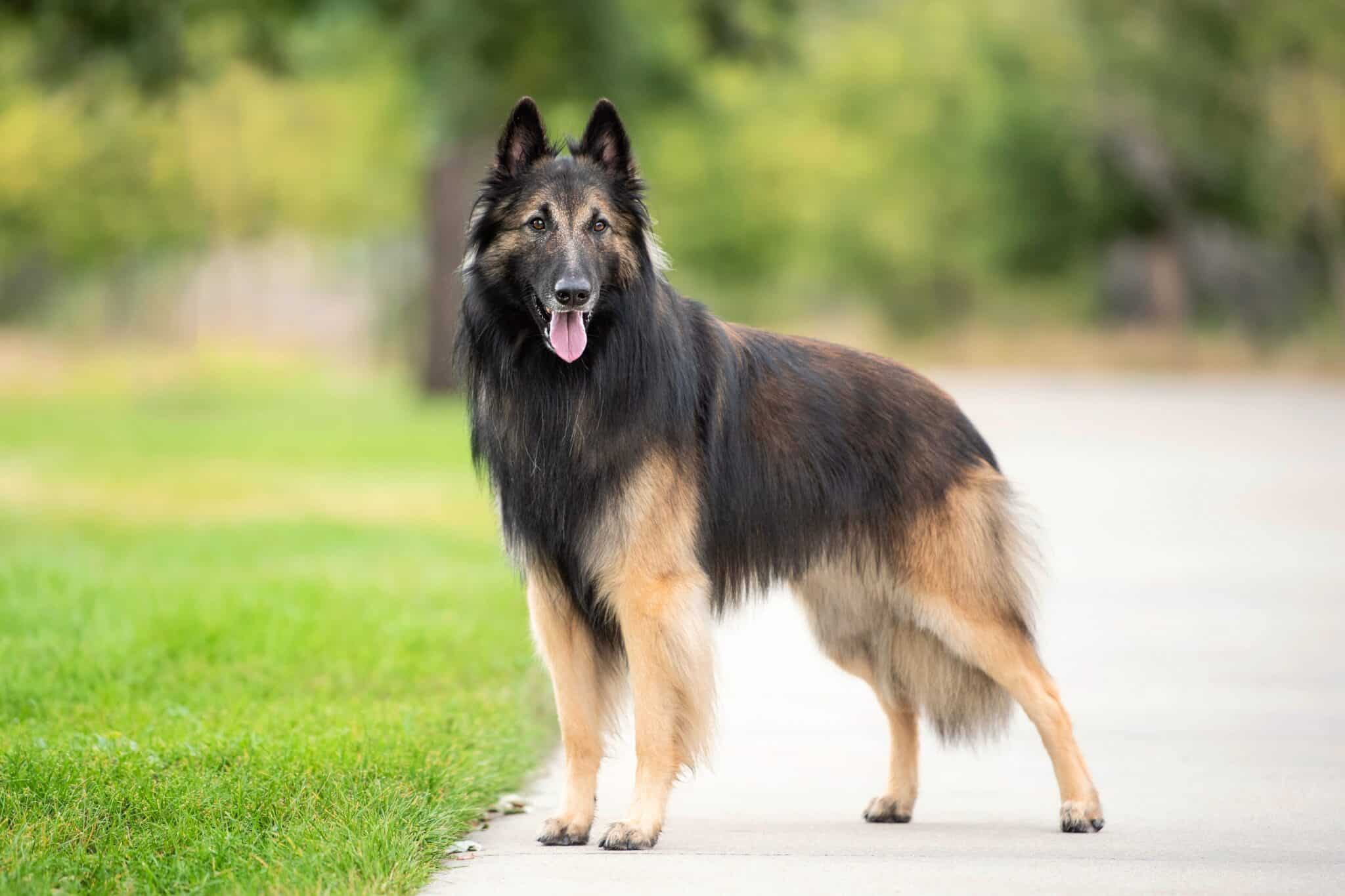 LongHaired Belgian Malinois Everything You Need to Know