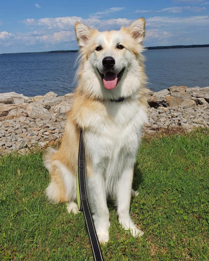 27 Beautiful Great Pyrenees Mixes (With Pictures) Bubbly Pet