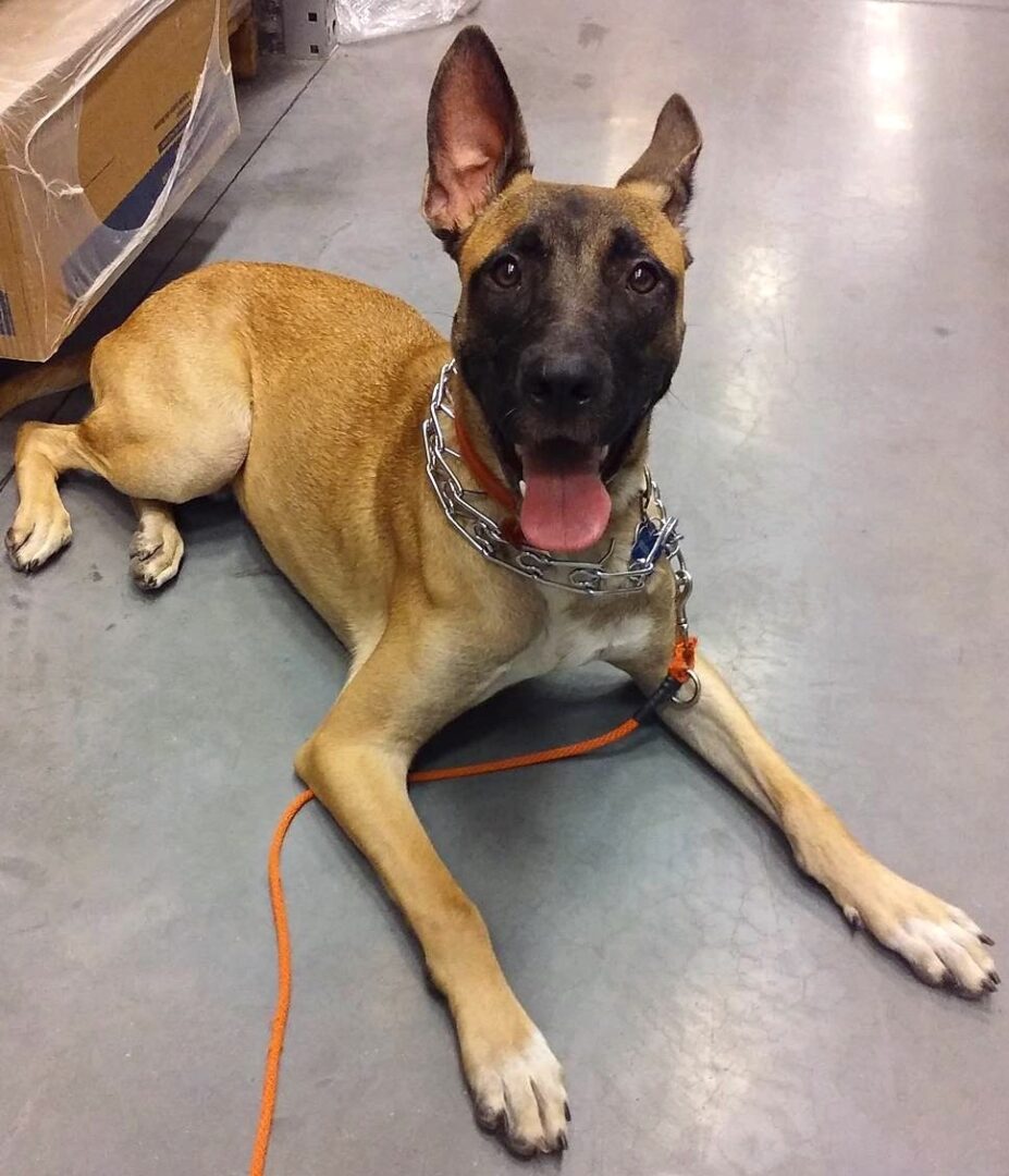 Belgian Malinois Mixes 22 Unique Crossbreeds (With Pictures)