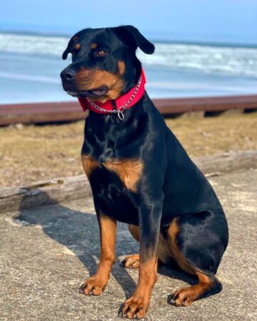 Rottweiler Mixes: 41 Best Rottie Crossbreeds (With Pictures)