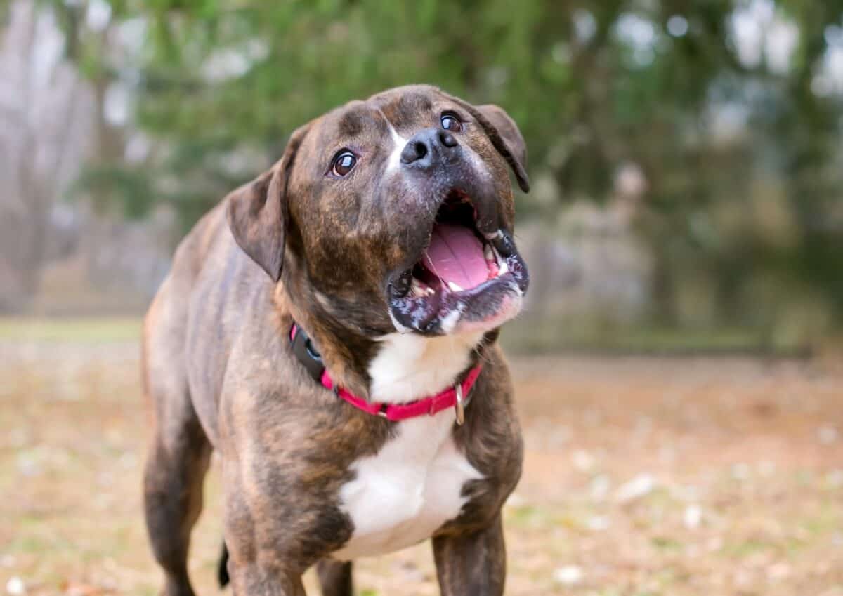 Mixed breed dog making chewing motions