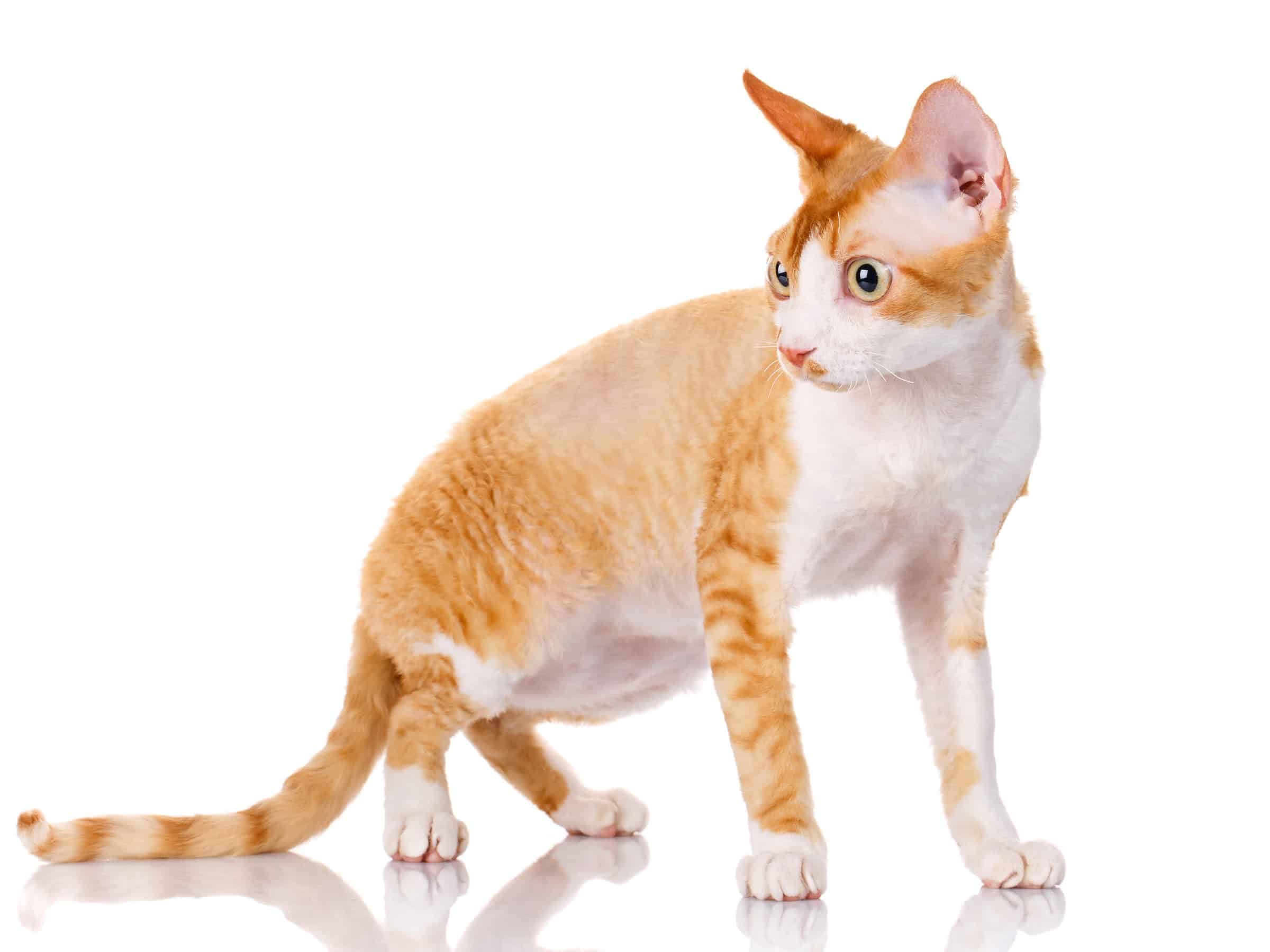 13 Orange and White Cat Breeds You'll Love (With Pictures)