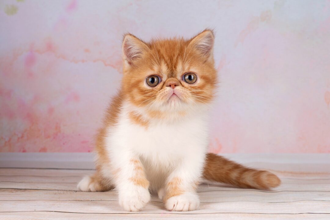 13 Orange and White Cat Breeds You'll Love (With Pictures)