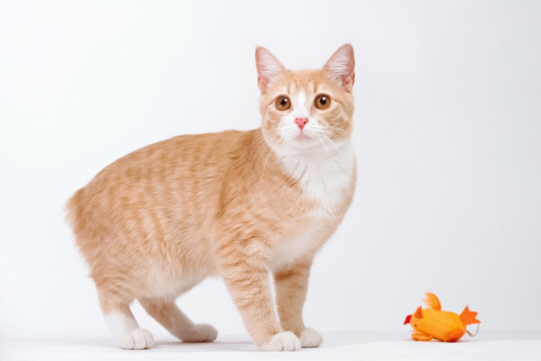 13 Orange and White Cat Breeds You'll Love (With Pictures)