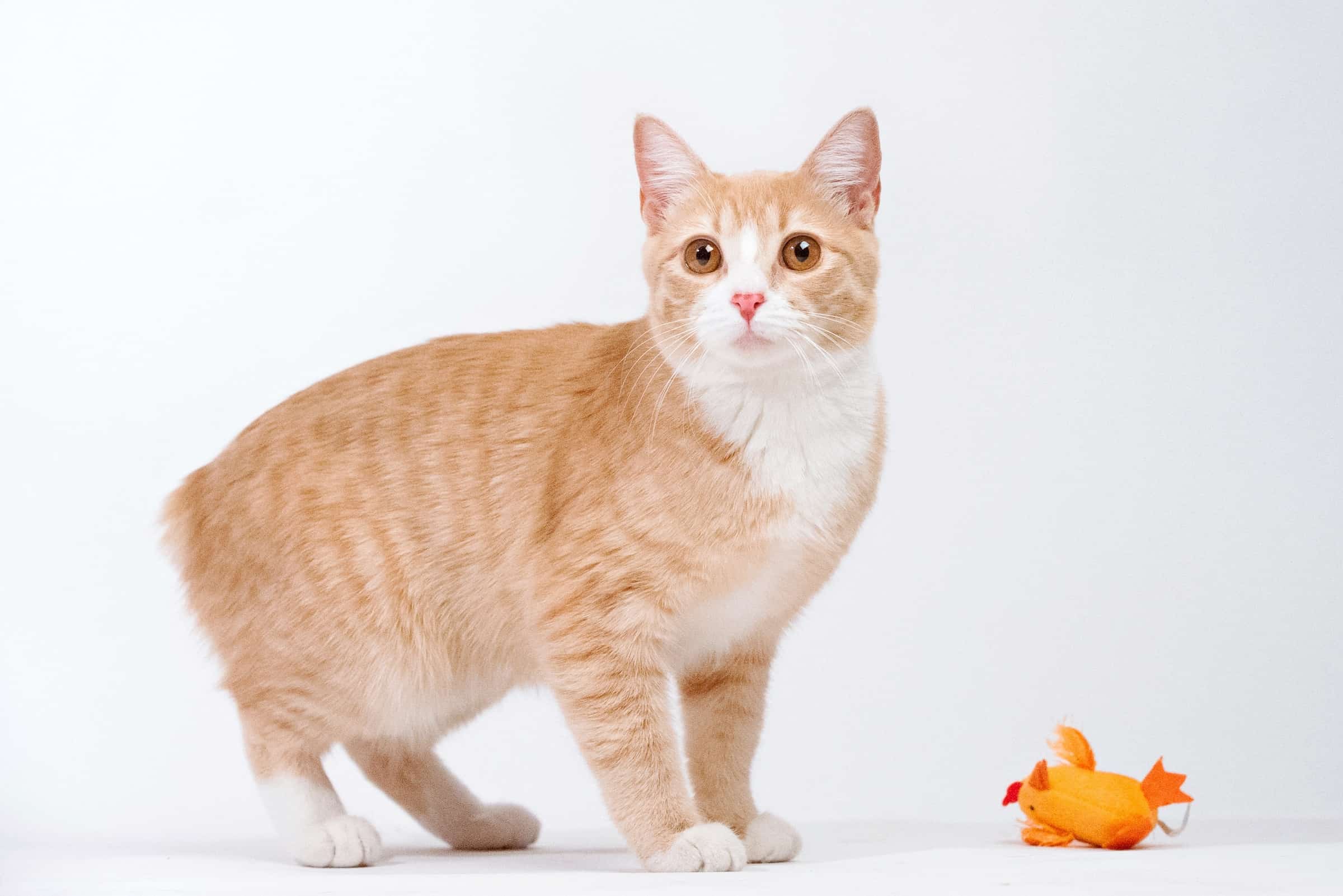 13 Orange and White Cat Breeds You'll Love (With Pictures)
