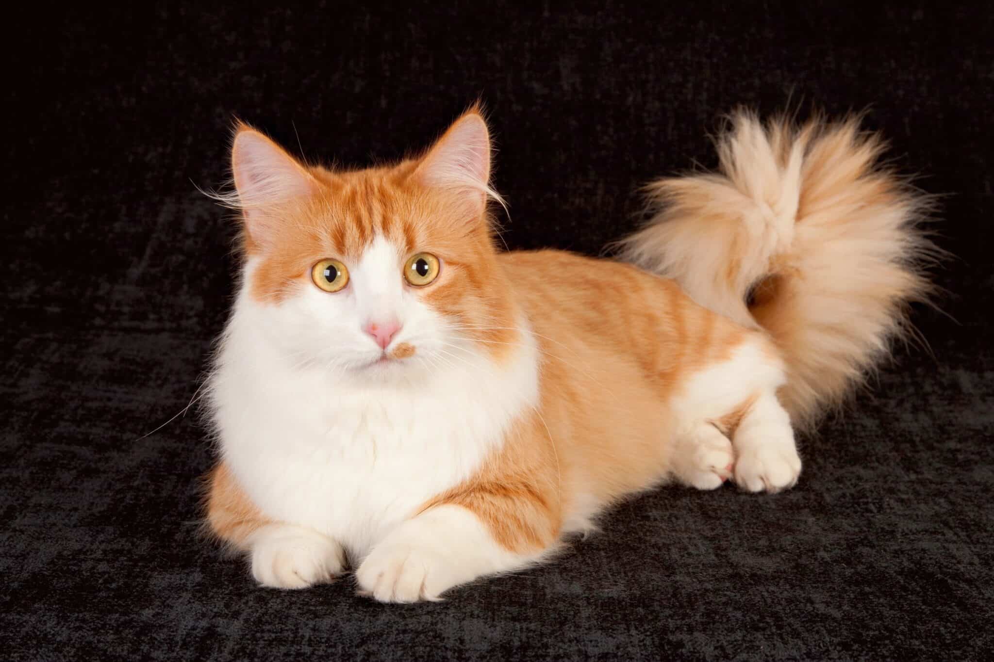 13 Orange and White Cat Breeds You