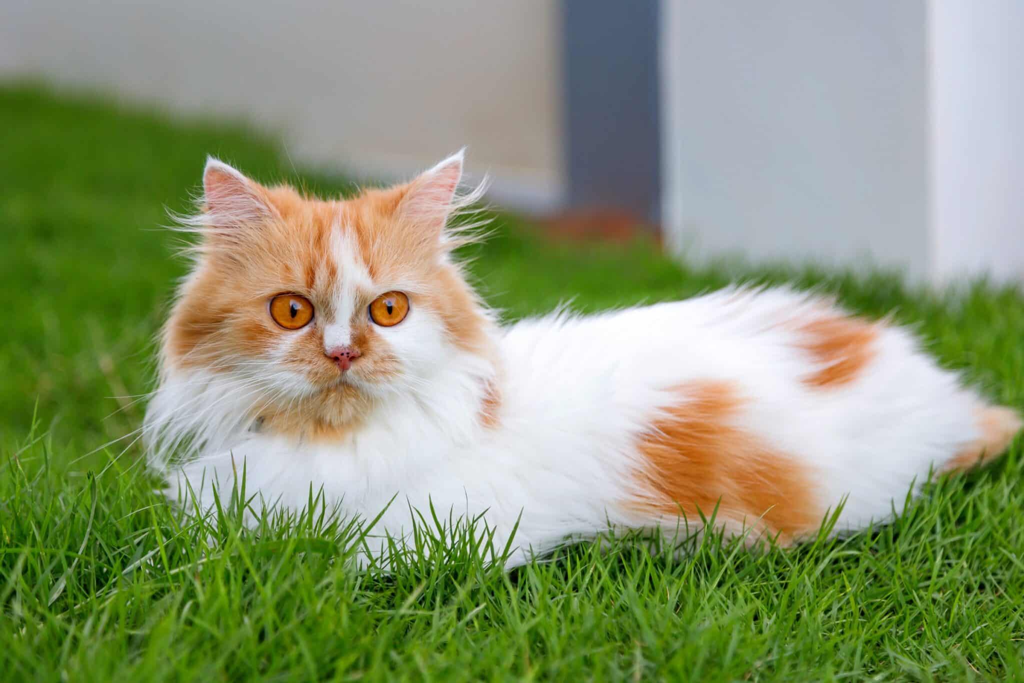 13 Orange and White Cat Breeds You'll Love (With Pictures)