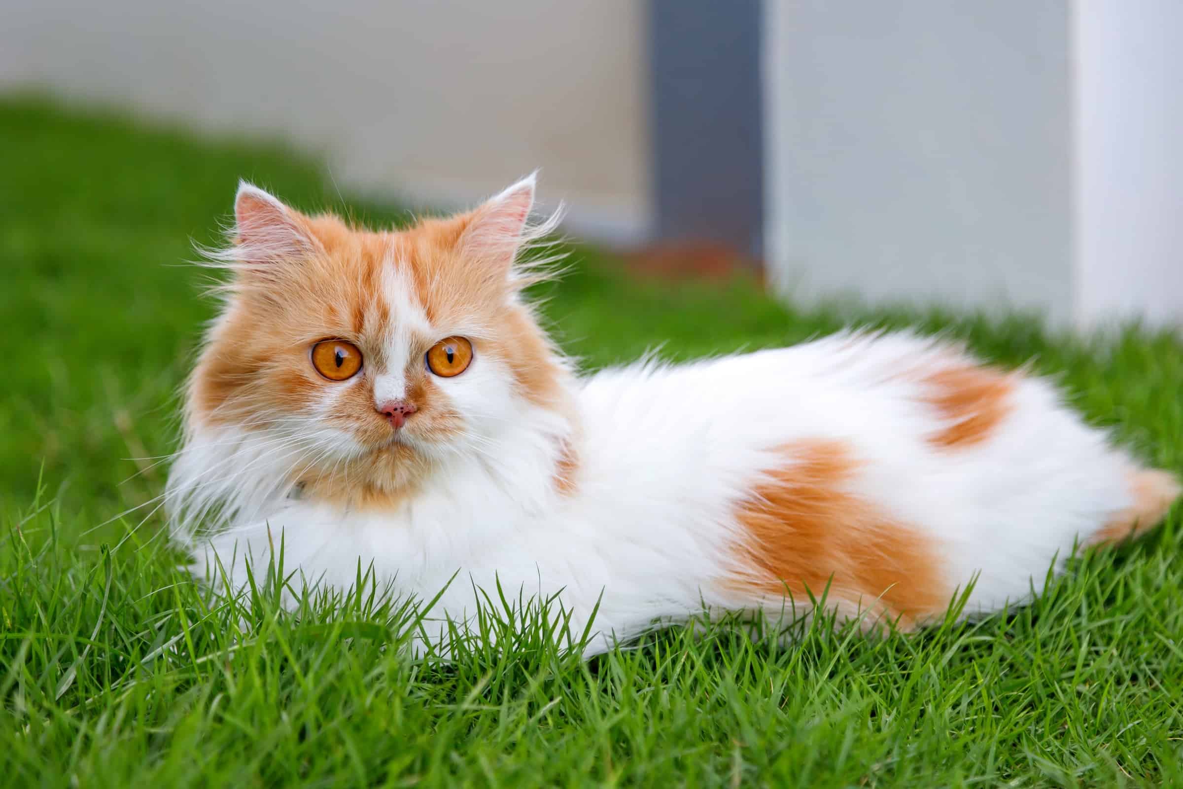 13 Orange And White Cat Breeds You ll Love With Pictures 13 Orange And White Cat Breeds You ll Love With Pictures