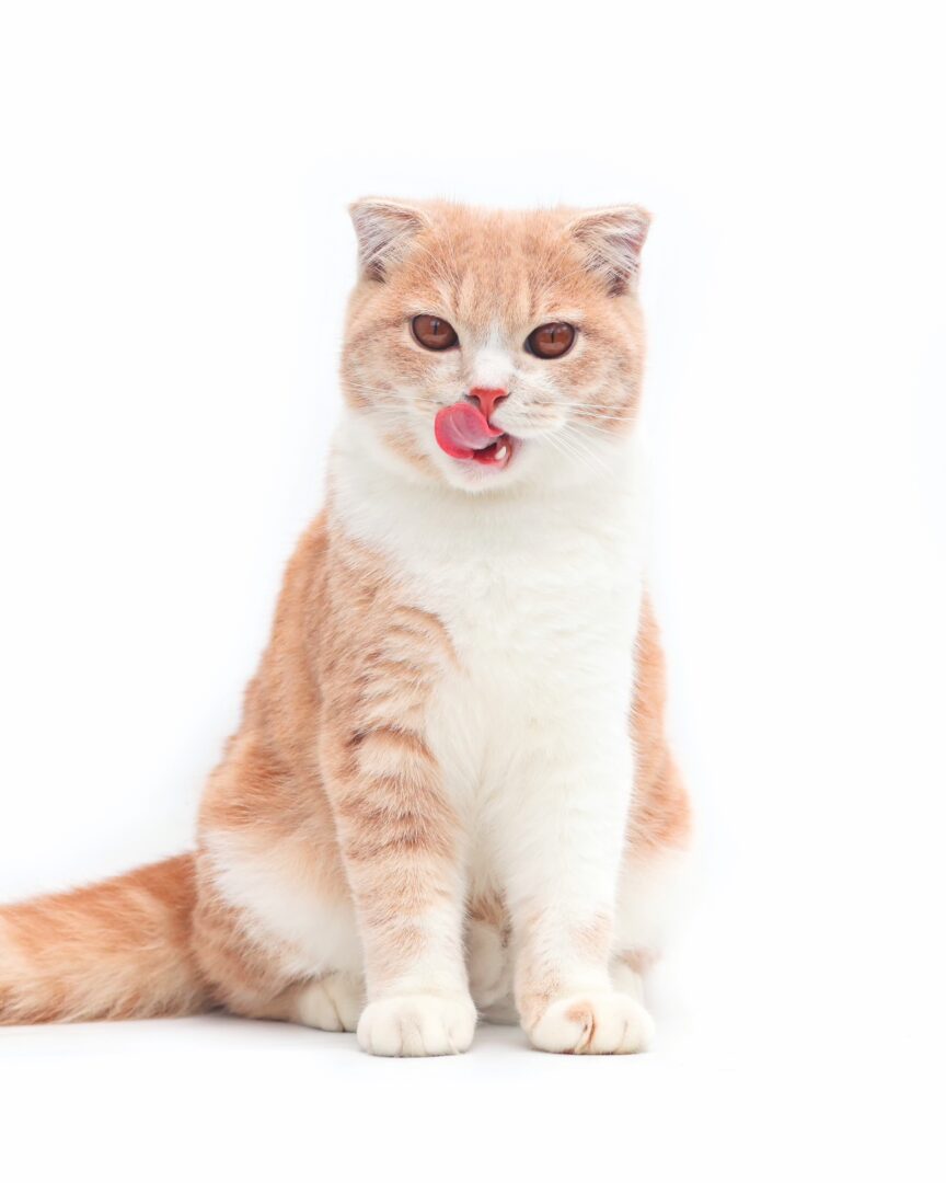 13 Orange and White Cat Breeds You'll Love (With Pictures)