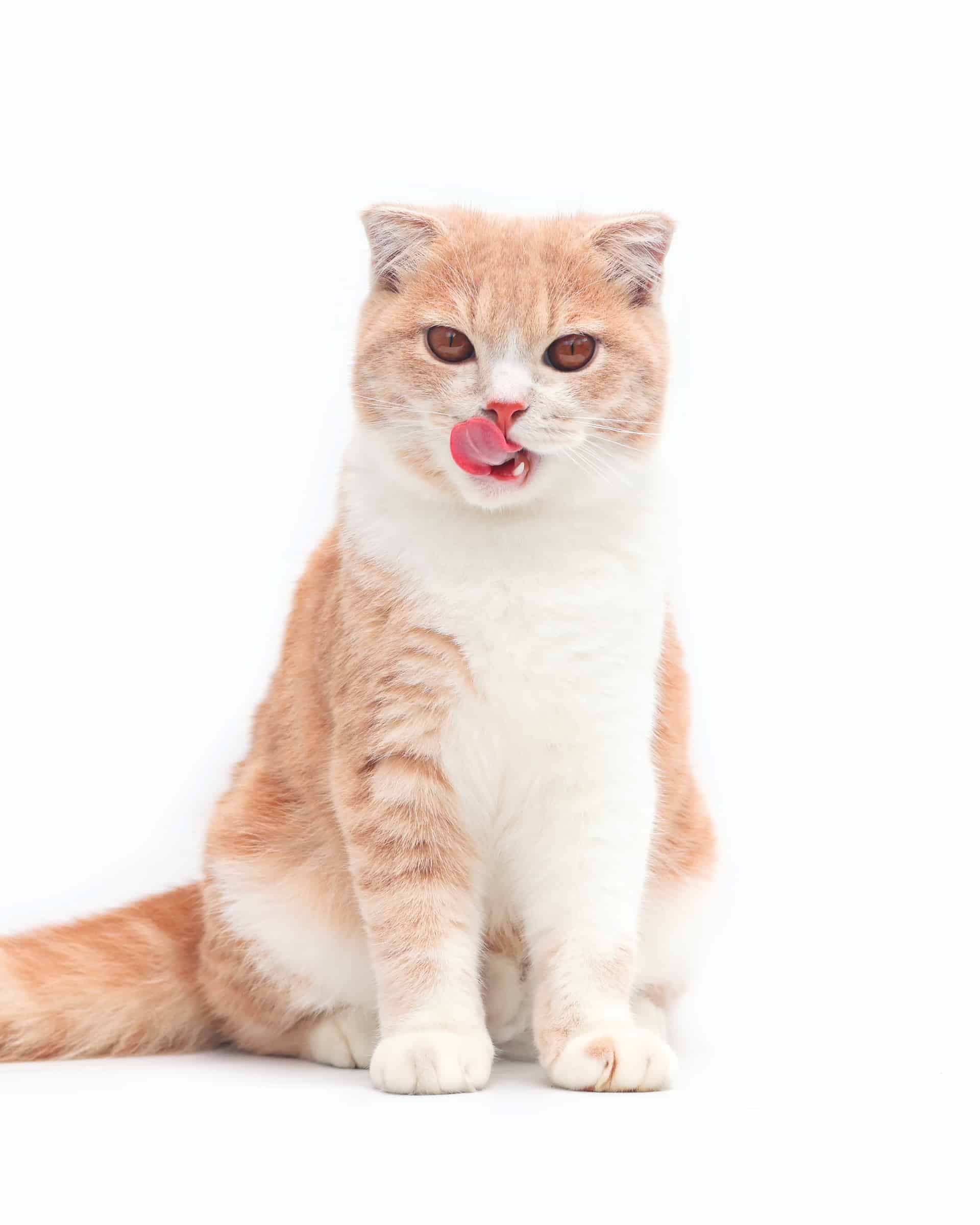 13 Orange and White Cat Breeds You'll Love (With Pictures)