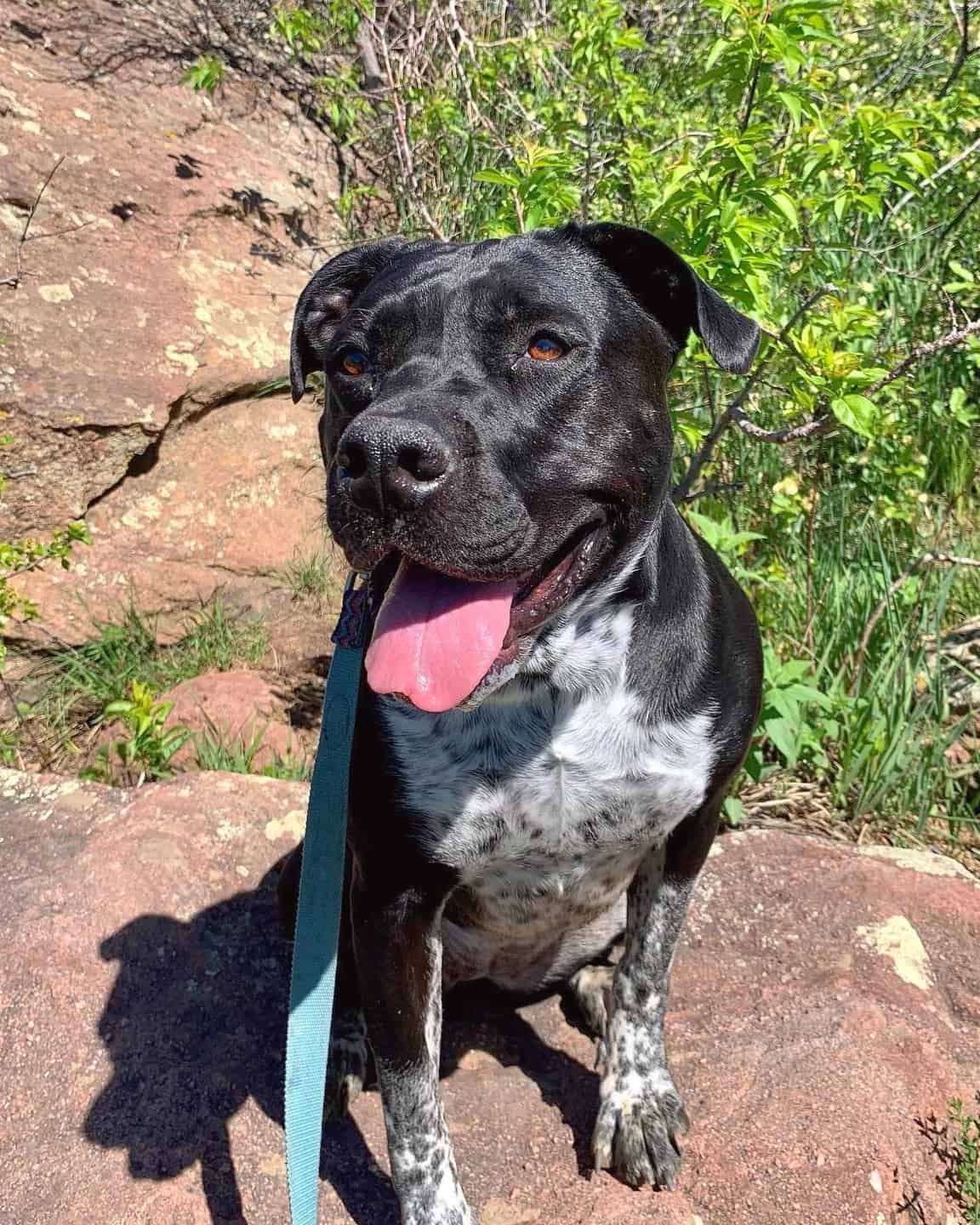 62 Pitbull Mixes That Will Make Your Day (With Pictures)