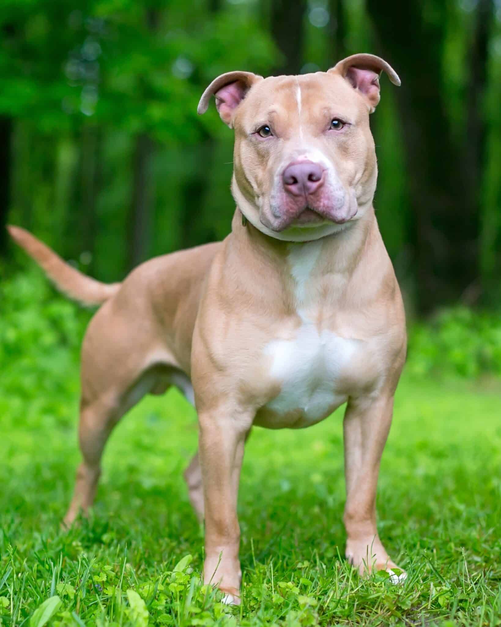 62 Pitbull Mixes That Will Make Your Day (With Pictures)