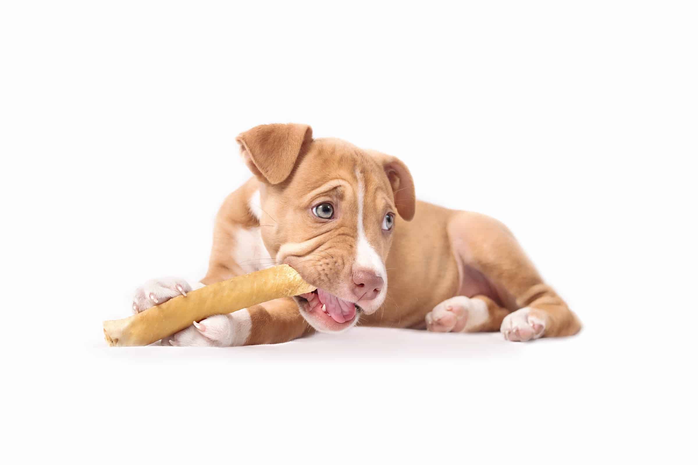 62 Pitbull Mixes That Will Make Your Day (With Pictures)