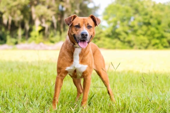 Pit Mixed With Razorback 62 Pitbull Mixes That Will Make Your Day (With Pictures)
