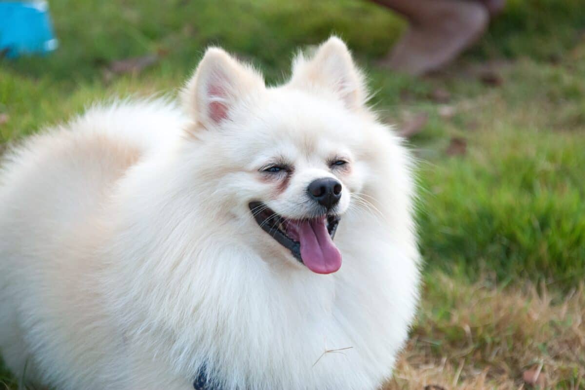 Pomeranian dog with purple tongue