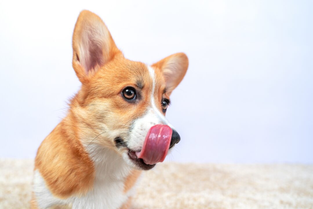 Why Do Dogs Keep Smacking Their Lips? (Top 15 Reasons)