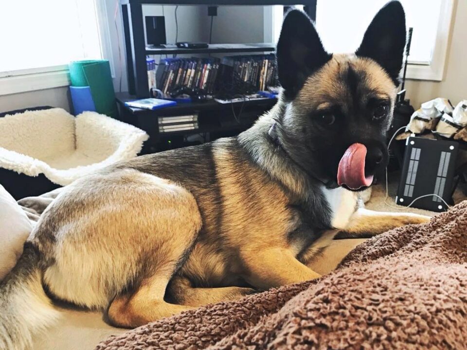Akita Mixes: 38 Unique Akita Crossbreeds (With Pictures)