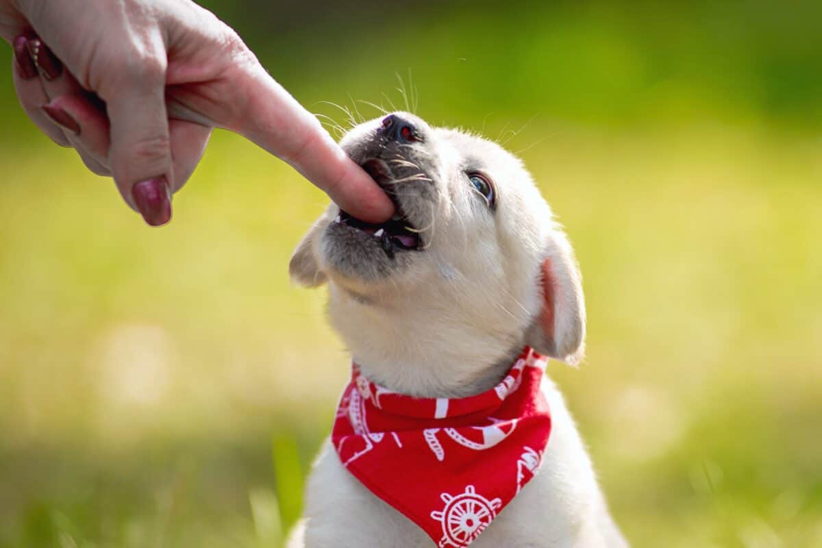 Puppy bites and cobs human finger