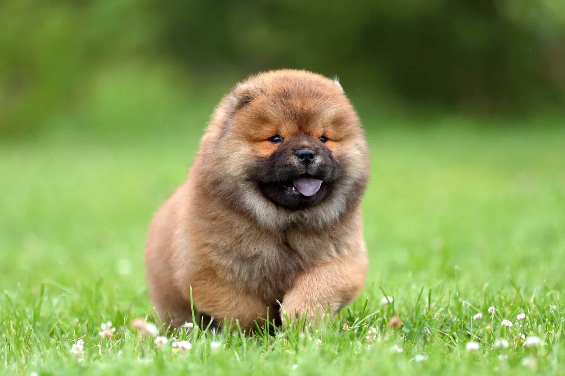 13 Dog Breeds With Purple Tongues (With Pictures & Facts)