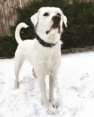 62 Pitbull Mixes That Will Make Your Day (With Pictures)