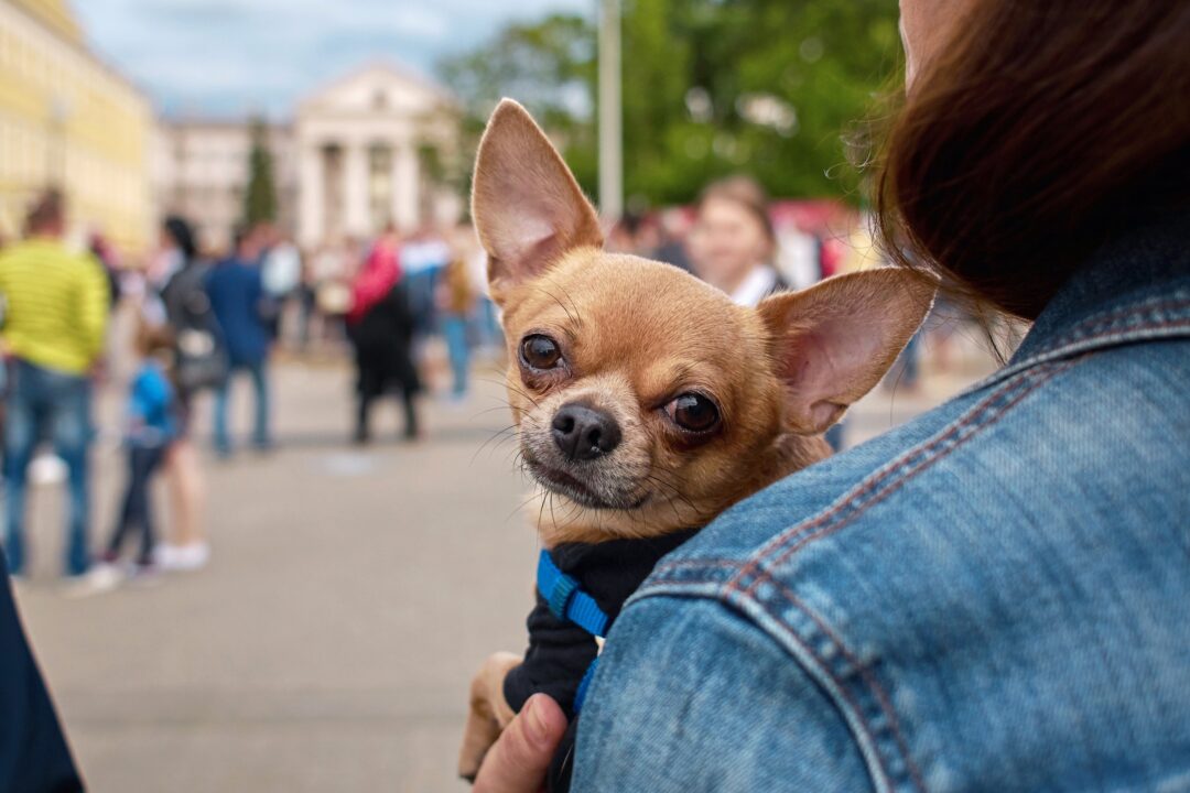 Dog Yelps When Picked Up (Top 10 Reasons & What to Do)