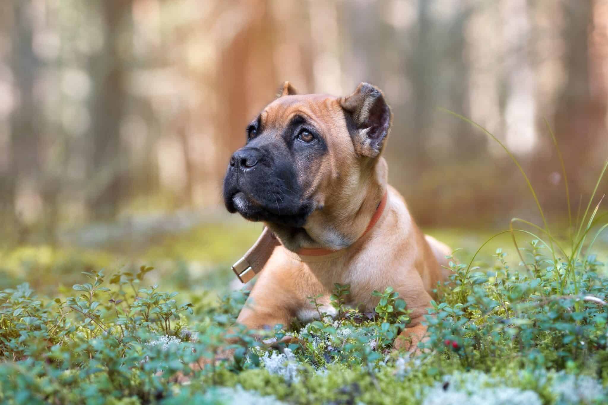 Cane Corso Ear Cropping Everything You Need to Know