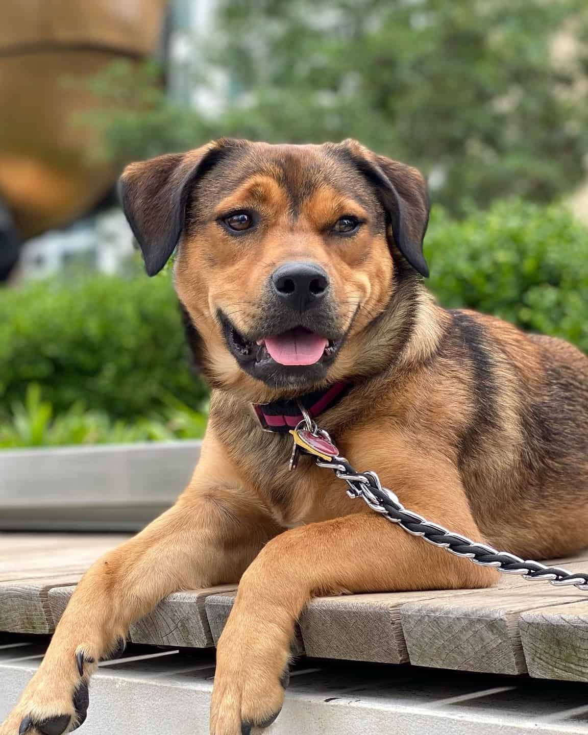 Rottweiler Mixes 41 Best Rottie Crossbreeds With Pictures 