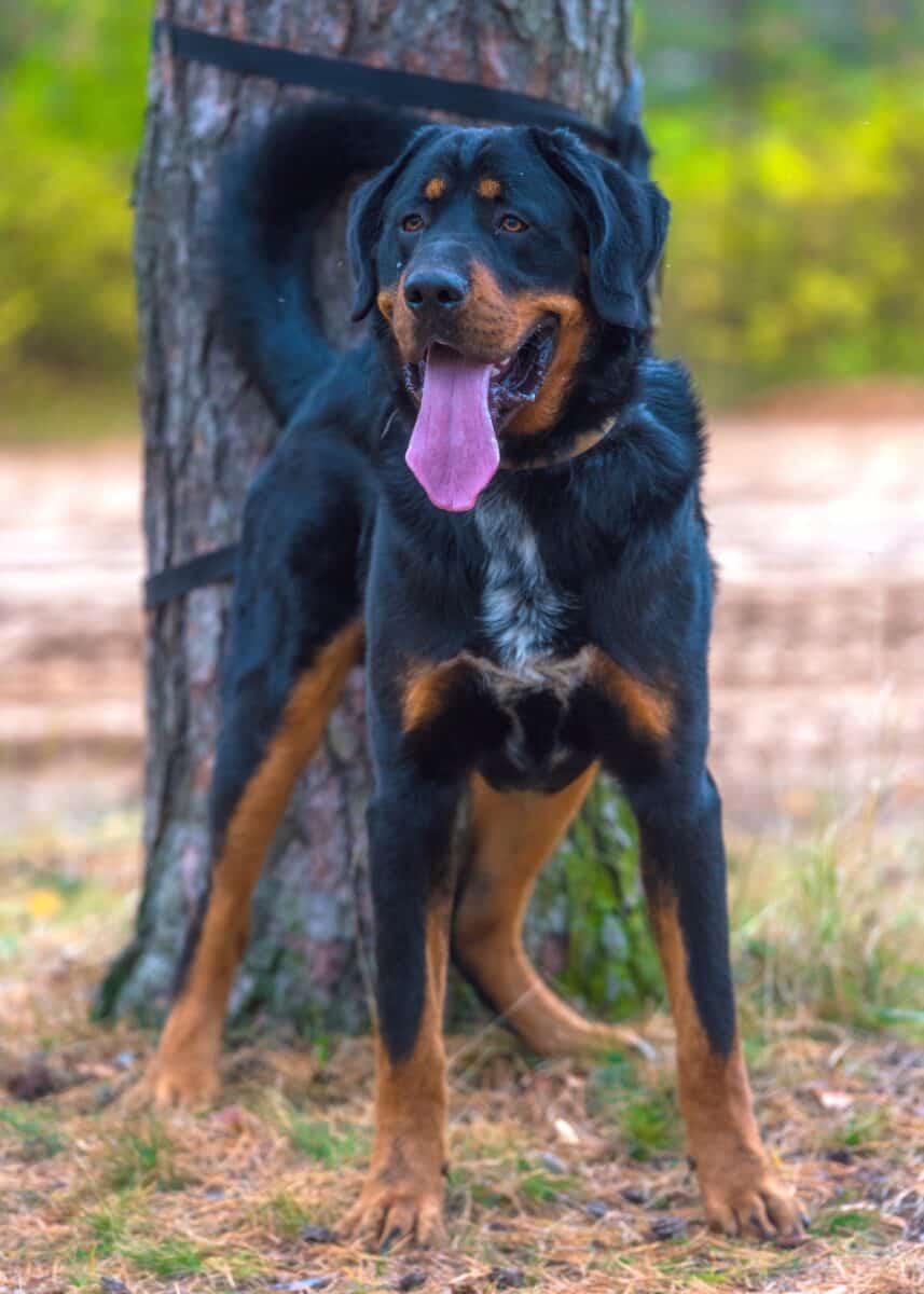 Rottweiler dog with purple tongue