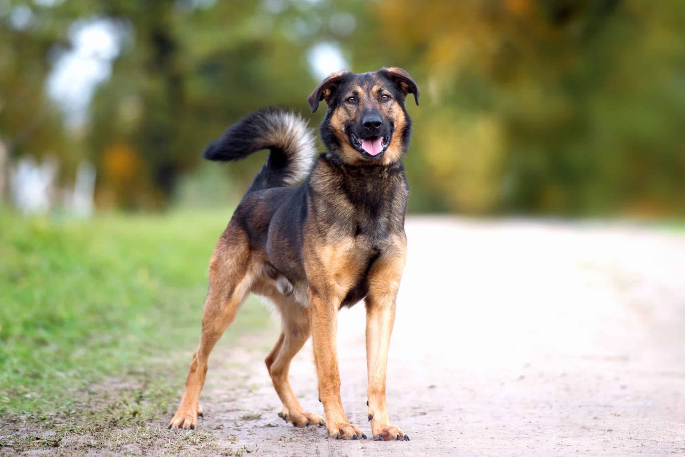 Rottweiler Mixes 41 Best Rottie Crossbreeds (With Pictures)